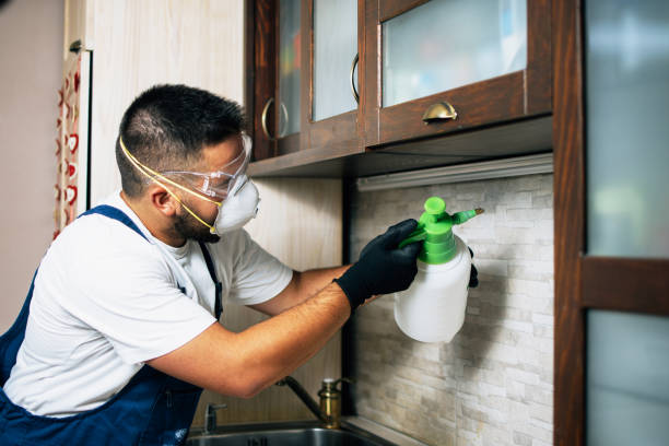 Best Insect Control  in Boron, CA