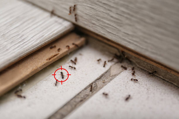 Best Exterminator Services  in Boron, CA