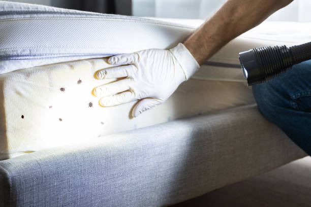 Best Pest Control Near Me  in Boron, CA