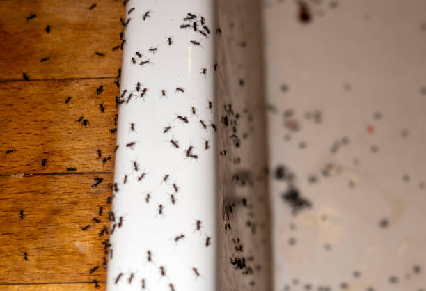 Flea Control Services in Boron, CA