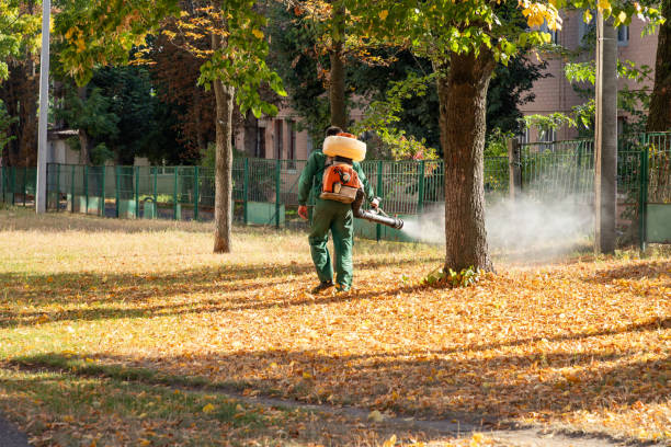 Professional Pest Control in Boron, CA