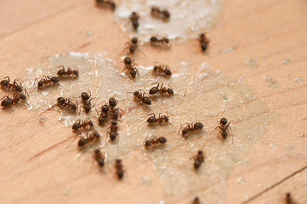 Best Pest Prevention Services  in Boron, CA