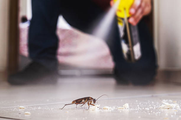 Best Ant Control Services  in Boron, CA