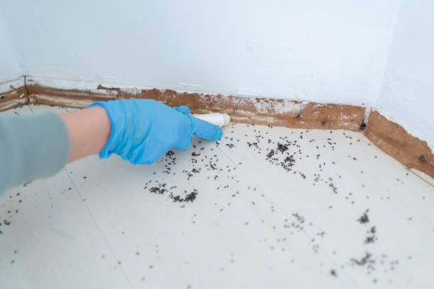 Wasp Removal Services in Boron, CA