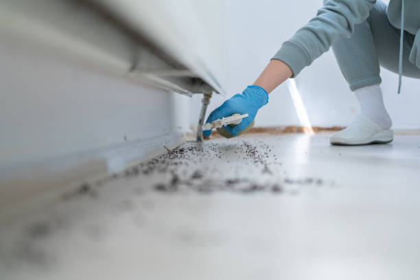 Best Affordable Pest Control Services  in Boron, CA